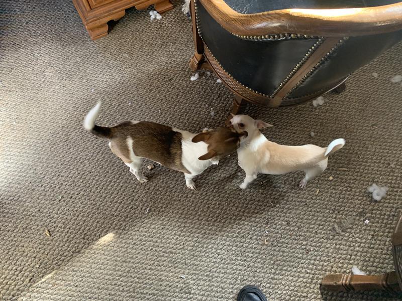 sam's club pedigree canned dog food