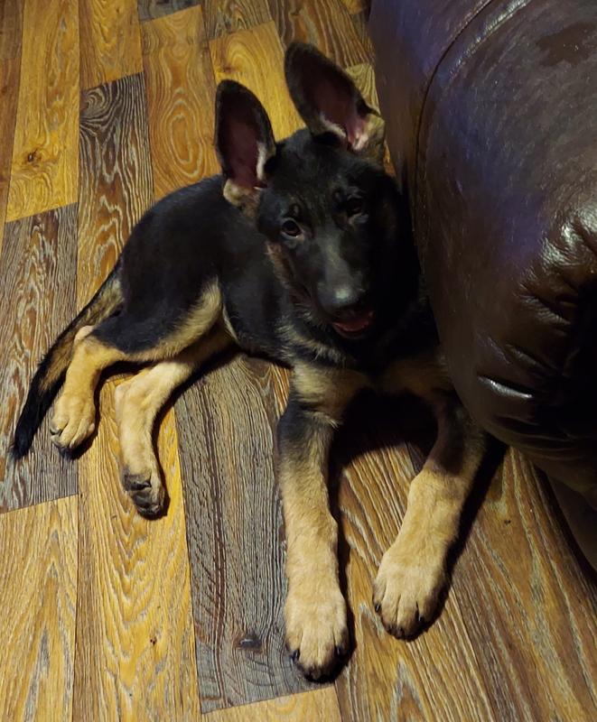 Purina Puppy Chow Beef and Brown Rice Tender Crunchy Puppy Dry Dog Food 34 lbs. Sam s Club