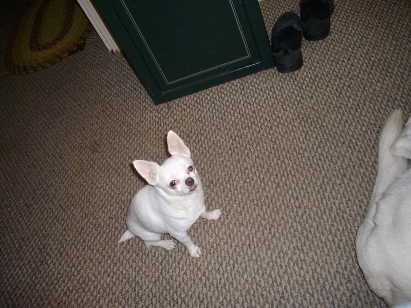 sam's club pedigree canned dog food