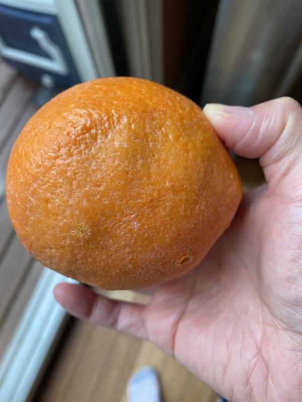 Cara Cara Oranges - 20 Pounds