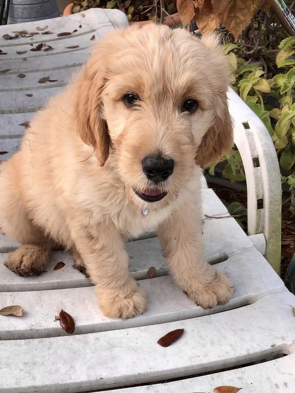 Sam's club puppy top chow