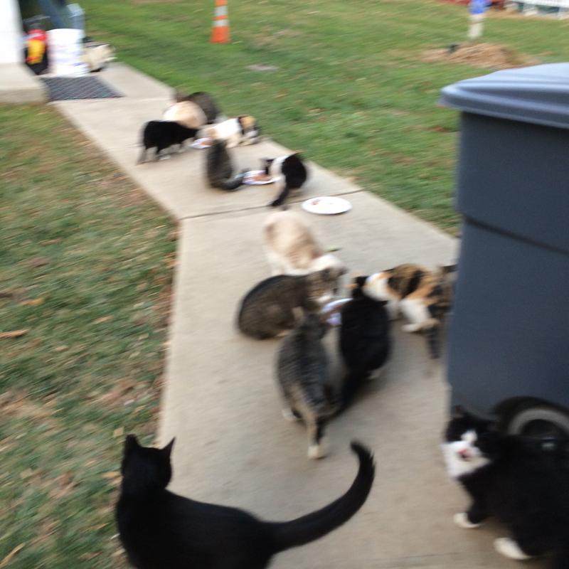 Sam's club purina cat chow hotsell