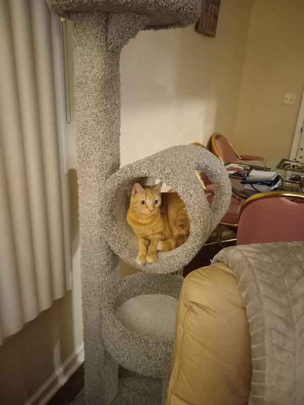 Sam's club hotsell cat condo