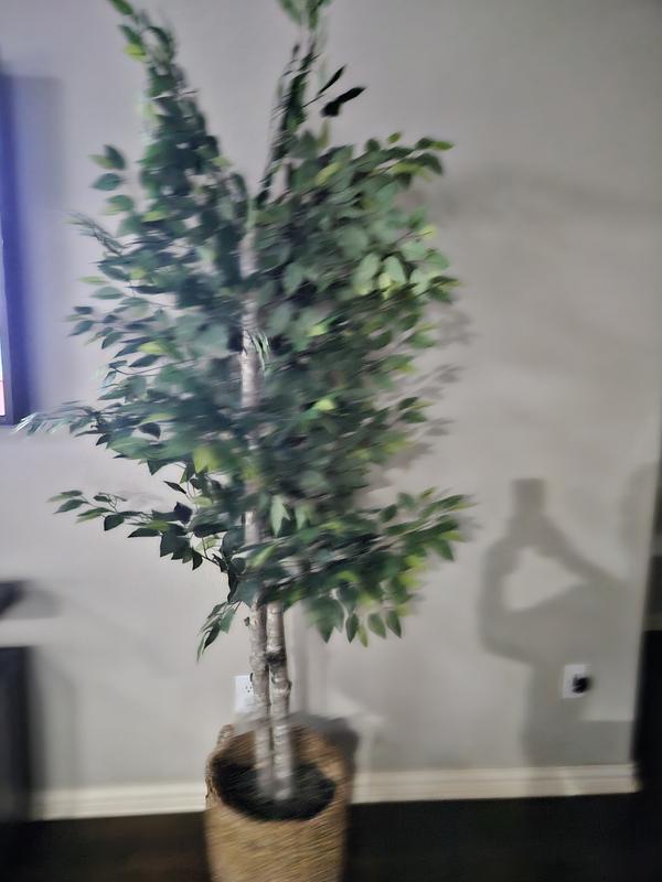 High quality 6-foot Ficus Tree in Basket,sdh