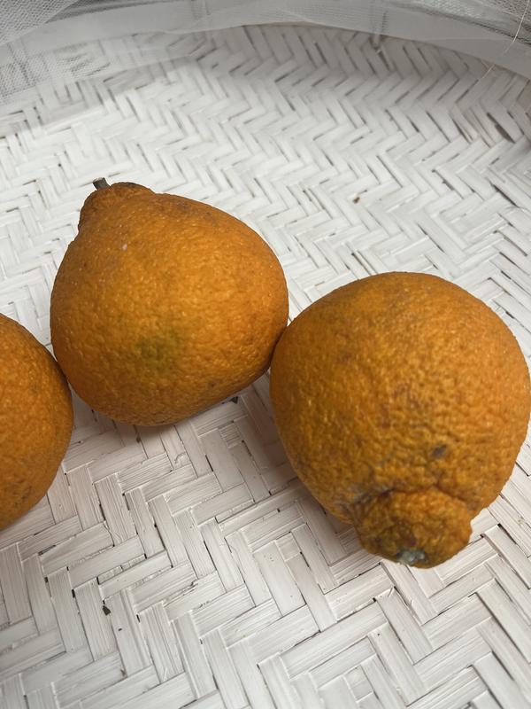 When is Sumo Citrus in Season? – Fresh from the Sunbelt