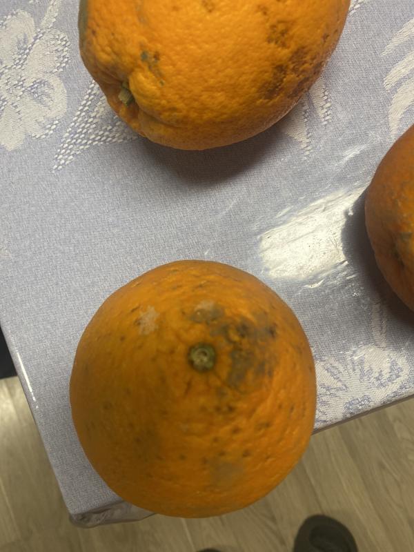 California Navel Large Seedless Oranges (8 lbs.) - Sam's Club