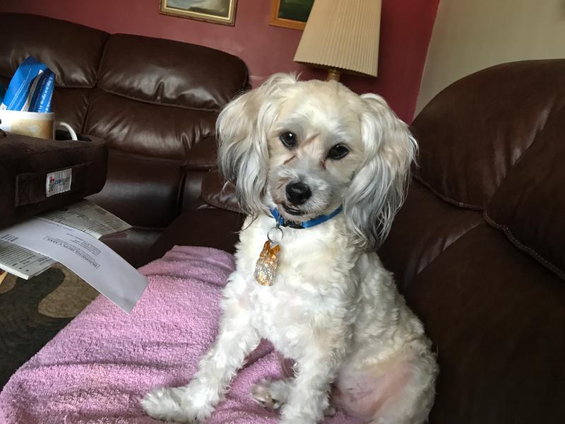 sam's club lamb and rice dog food