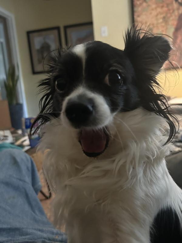 Sam's Club Chicken Jerky Dog Treats