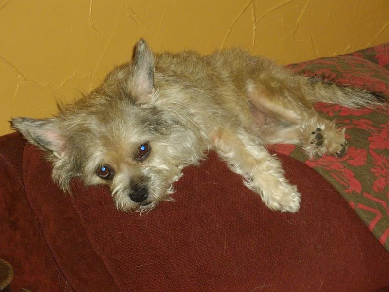 sam's club pedigree canned dog food