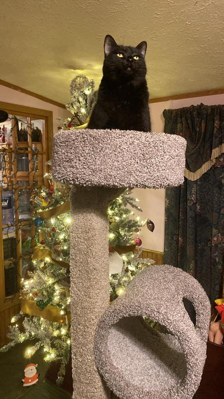 Sam's club shop cat tree