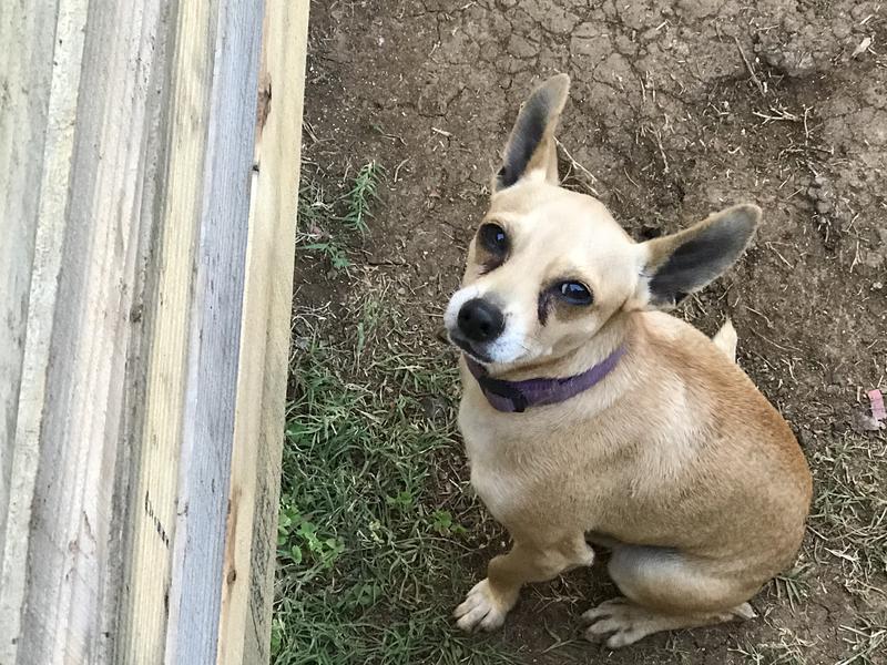 Sam's Club Chicken Jerky Dog Treats
