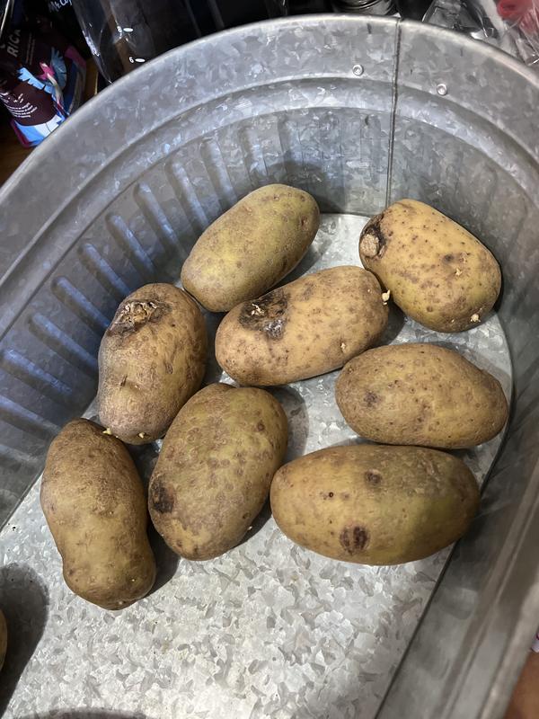 Russet Potatoes (10 lbs.) - Sam's Club