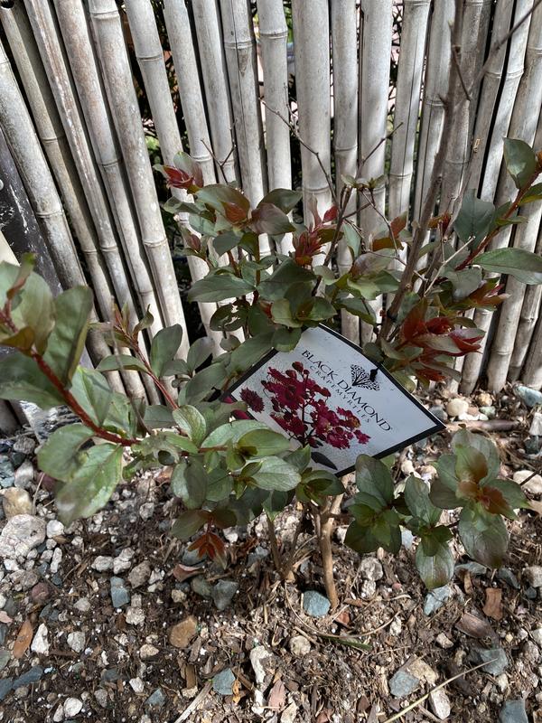 Mystic Magenta Black Diamond Crape Myrtle - Sam's Club