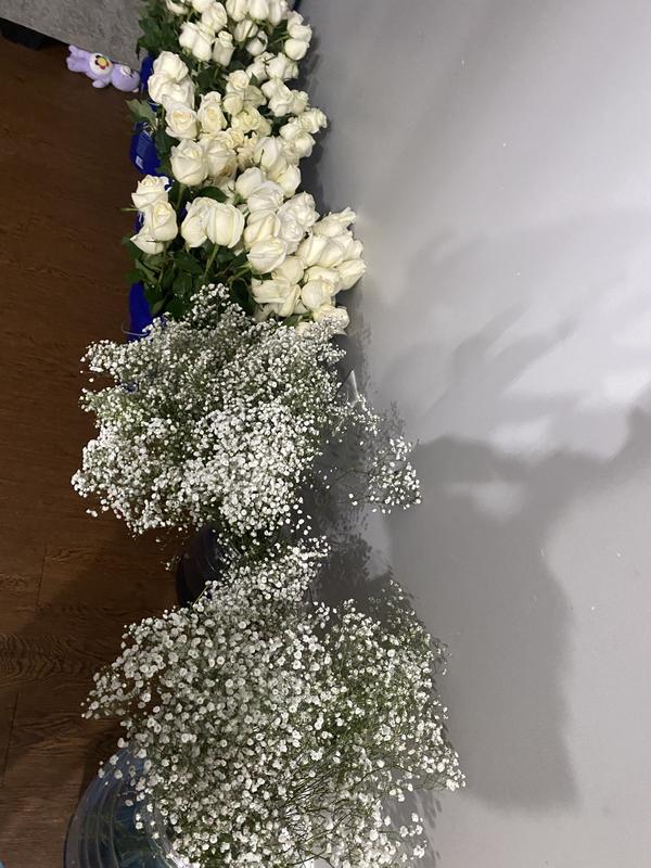 Champagne Sparkle Stardust Gypsophila, Baby's Breath