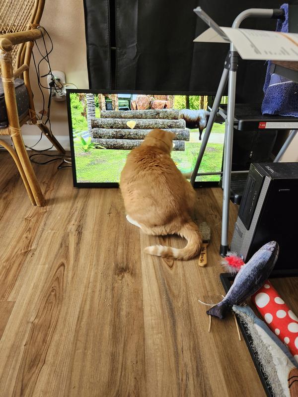 My Cat loves to watch his Cat TV on YouTube.