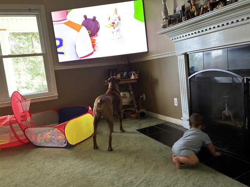 Dog cant  even tell the dog on tv wasn’t real it’s so clear