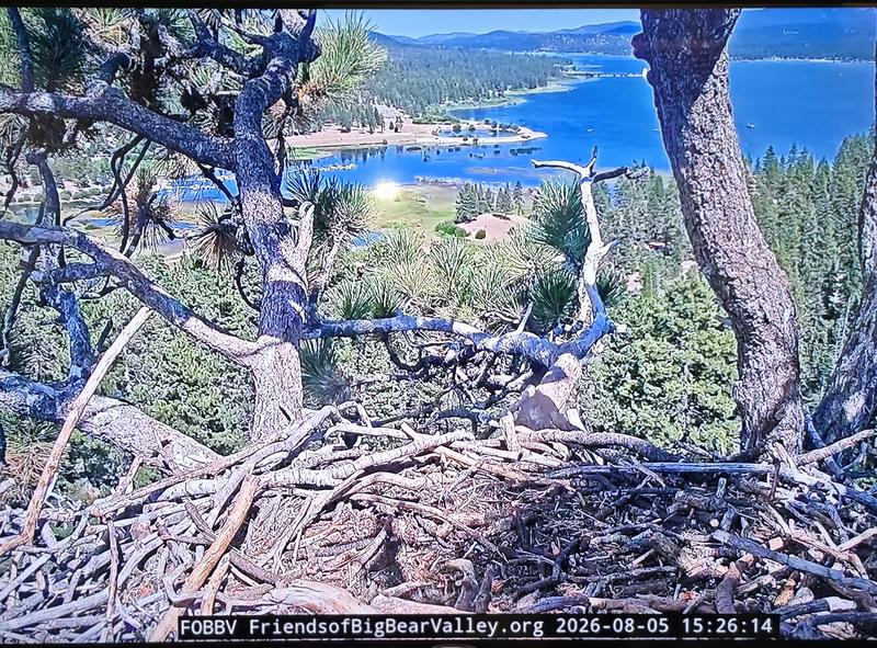 Beautiful Eagles