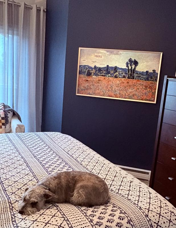 Finn says need paintings of Schnoodles