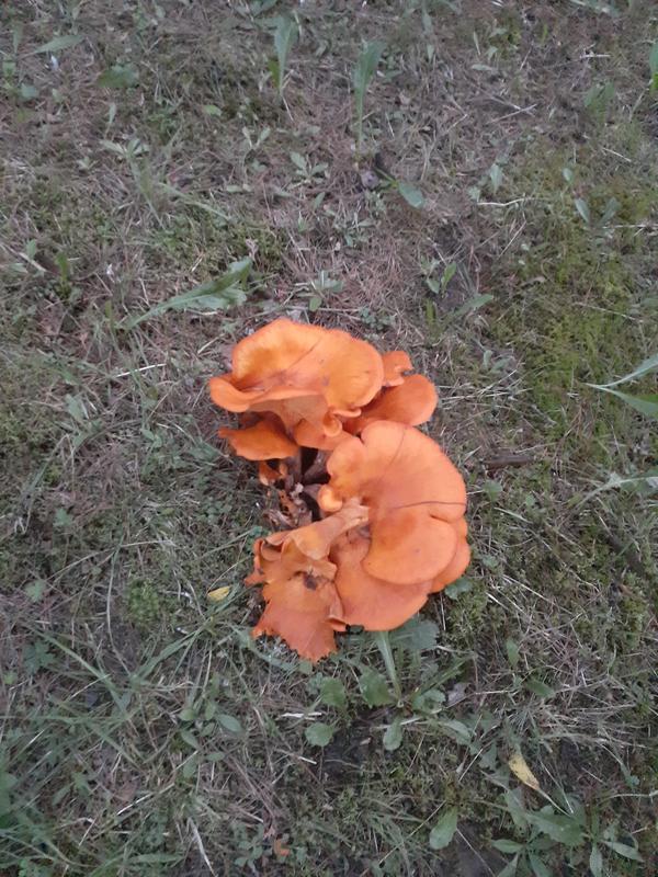 Customer photo 3 of 3. Click to open full size image.