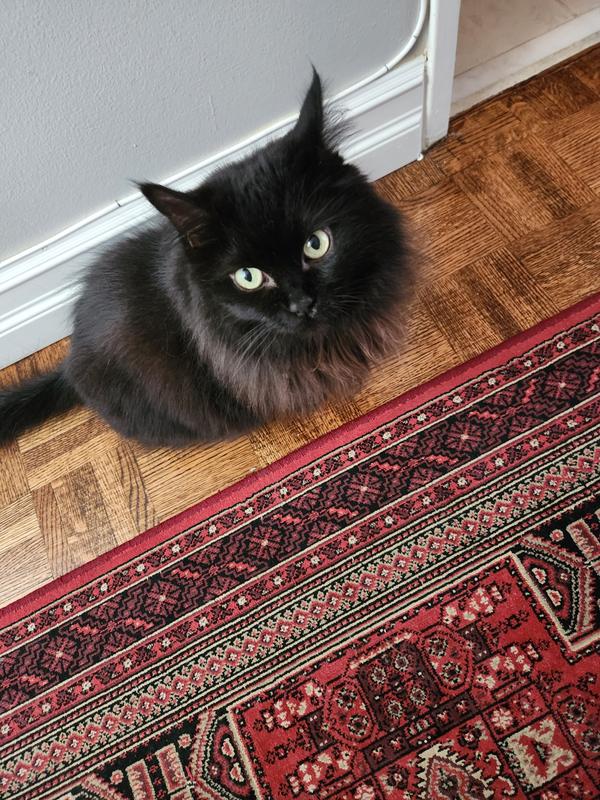 Photo - commentaire 1.