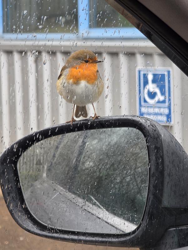 Remove Bird Poop from Your Car