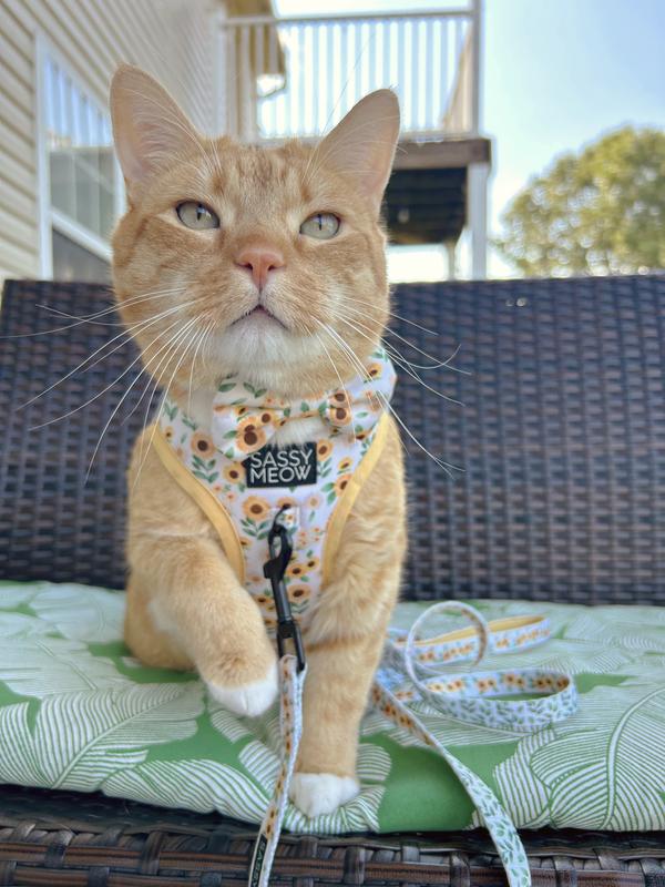 Sassy Meow Hello Kitty Red Cat Harness, X-Small | Petco