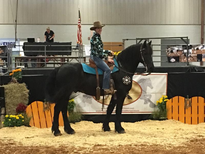 Cervantes of Wind Spirit Friesians