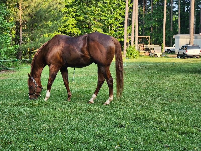 Vegas aka ZIPPOS HOT LEAGUER, enjoying the grass and no foot stomping