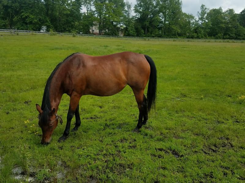 Love UltraCruz Equine Probiotic