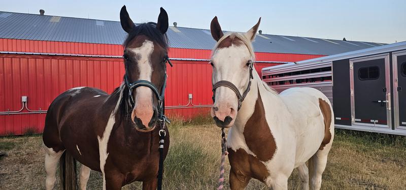 2 ponies who love it