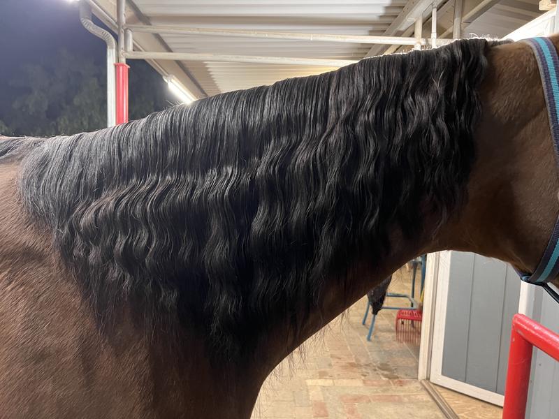 Brushed out using the polish after rolling in mud!