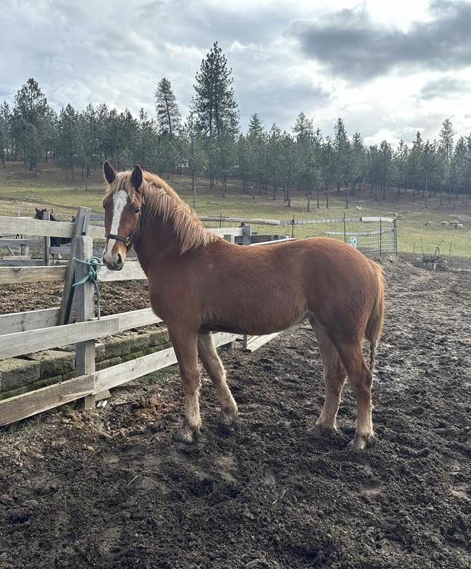 Amara. 3/4 Belgian 1/4 Morgan