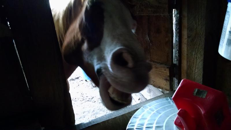 Ready for my BL pelleys