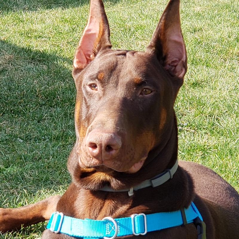 This Is Kyro My Red and Rust Doberman, He Thinks Your Products Are Great!!