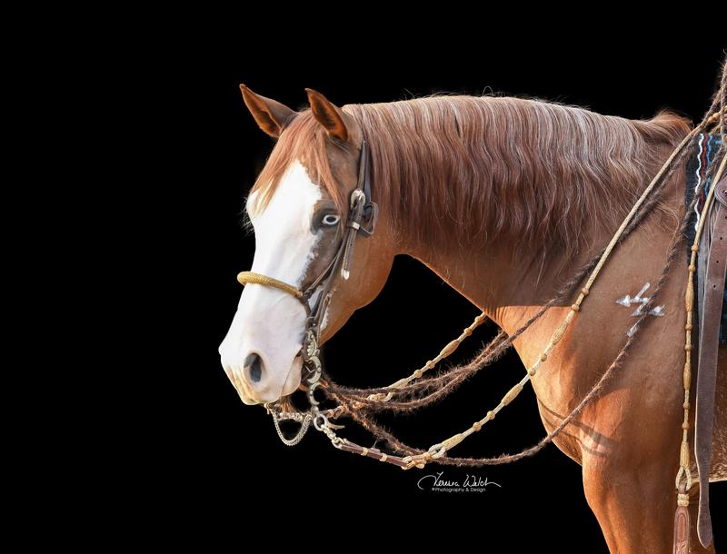 Pale Face Chic-Multiple APHA World Top five Champion, AQHA VRH World Top Five Champion, United States National Cutting Top Five Champion