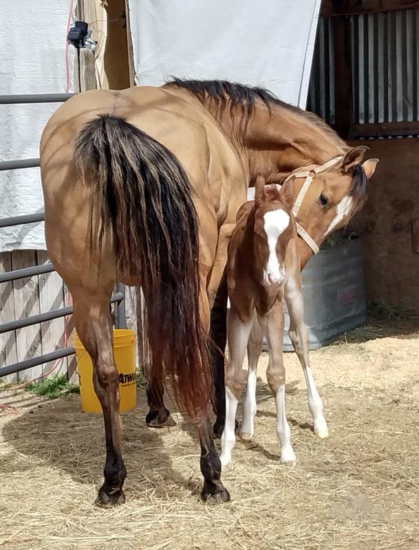 Safe for foals!