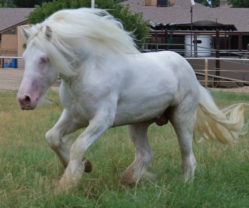 Congress Hill Gypsies new stallion ***Flash Of Ice***