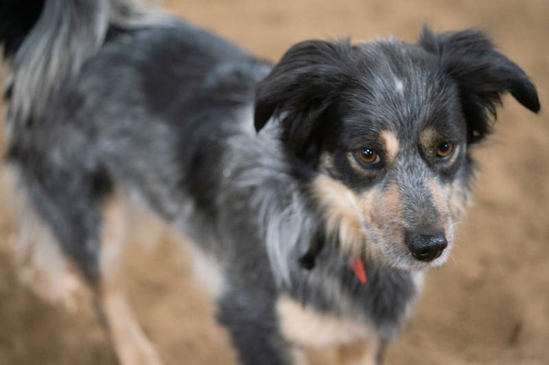 Happy Dog Happy LIfe