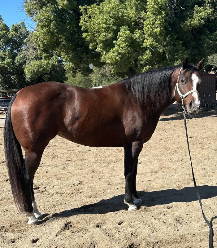 My mare