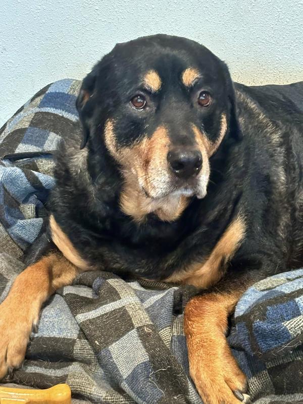 Rowdy loves his Santa Cruz Advanced Joint Chews!