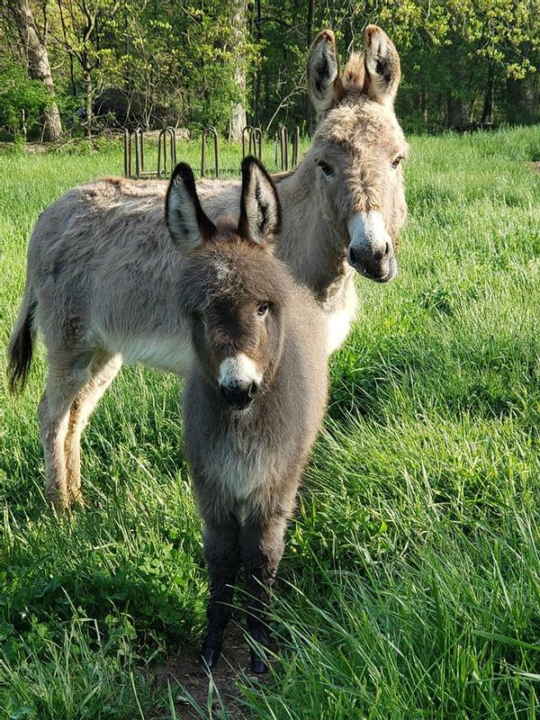 Momma and baby miniature donkey