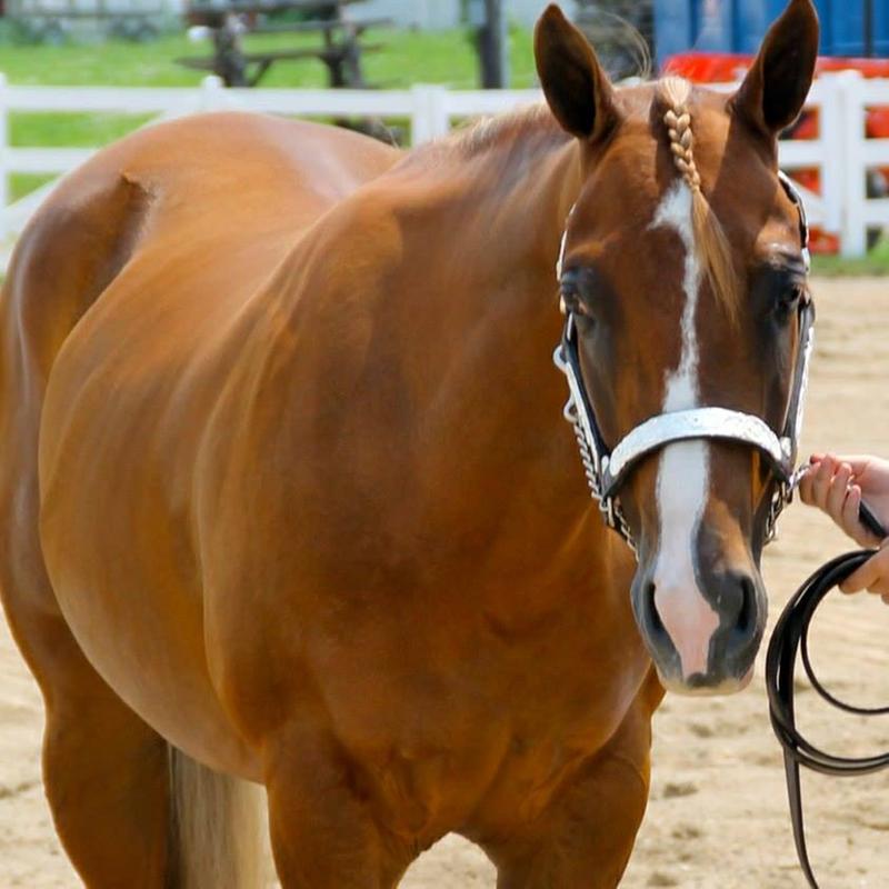 Ginger, Quarter Horse
