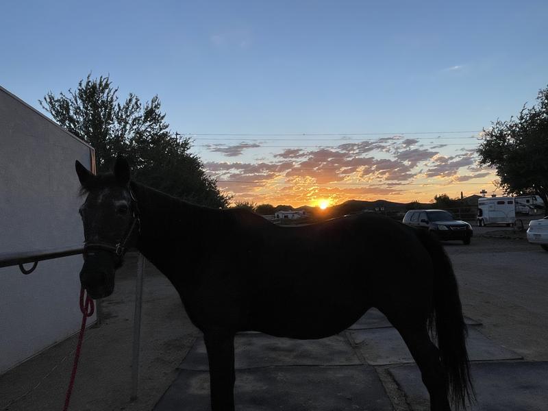 Shadow, mustang mare.