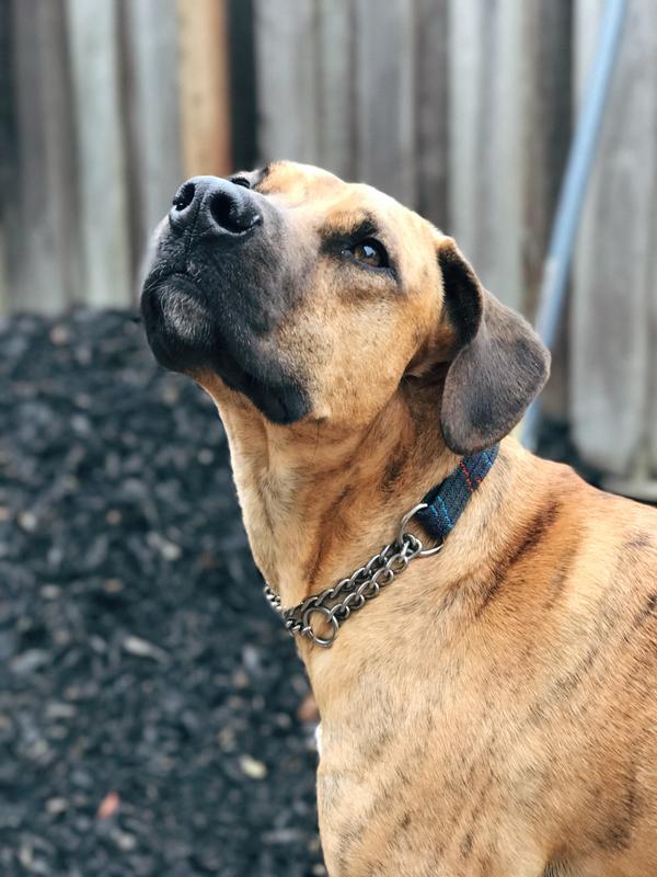 Ace loves Antioxidants Chews