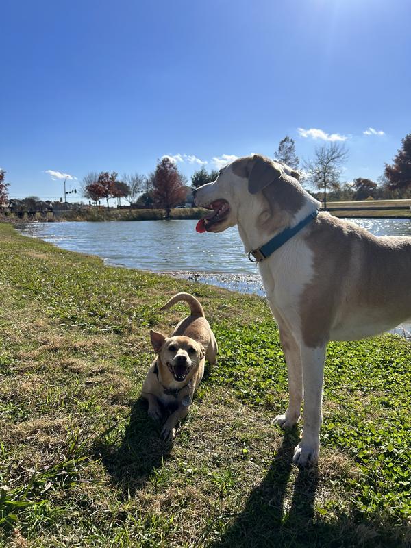 My 7yo small dog and my 3yo big dog