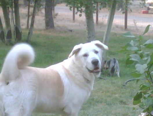 Jagger loves the UltraCruz® Dog Skin and Coat Supplements and so do I! Look how beautiful and shiny his coat is!