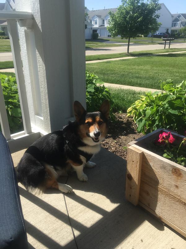 Sir Giggs looking fresh and fluffy, thanks to UltraCruz!