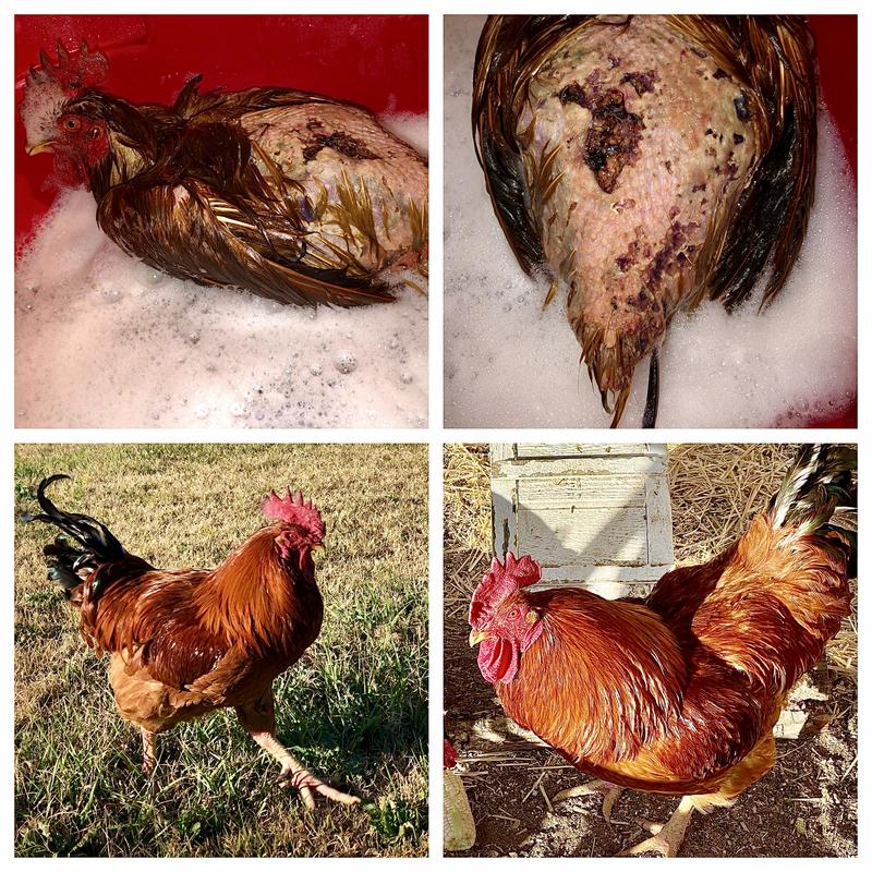 A photo collage of Pete when he stumbled into my yard near death to how he looks now, not even a year later!