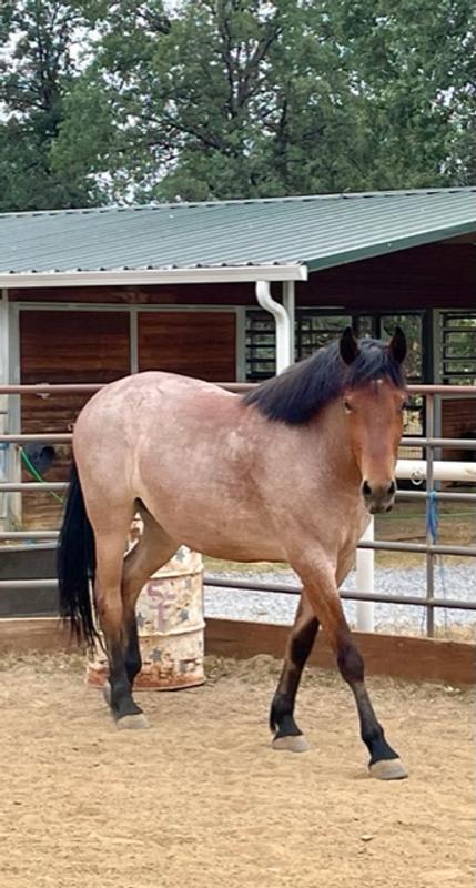 DG Hope - 3 yrs old mustang