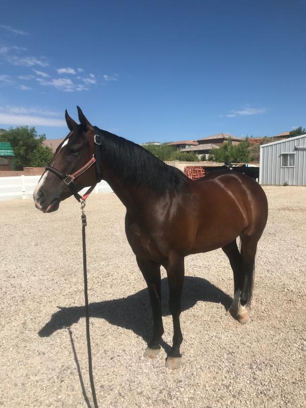 UltraCruz equine shampoo & Conditioner